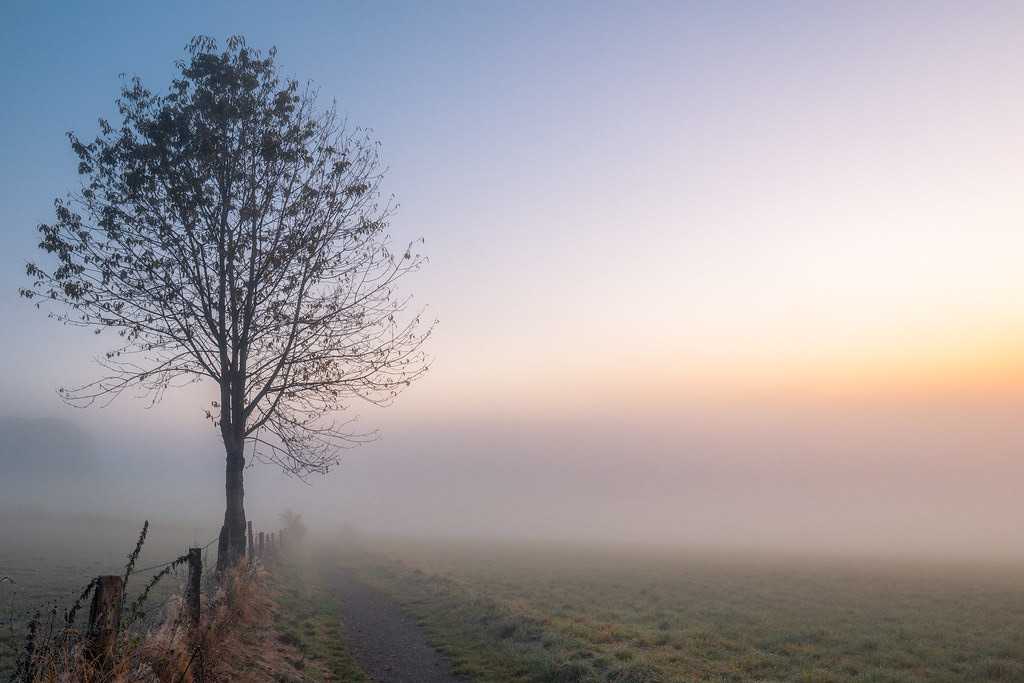 A misty dawn breaking over a quiet country path beside a lone tree in a green field, with warm sunrise light on the horizon.