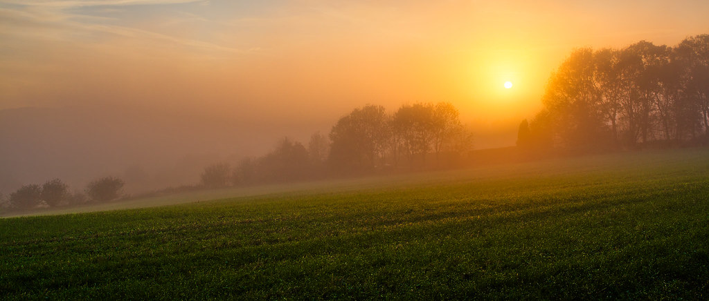 Warm sunrise breaking through morning mist over a green field lined with trees.